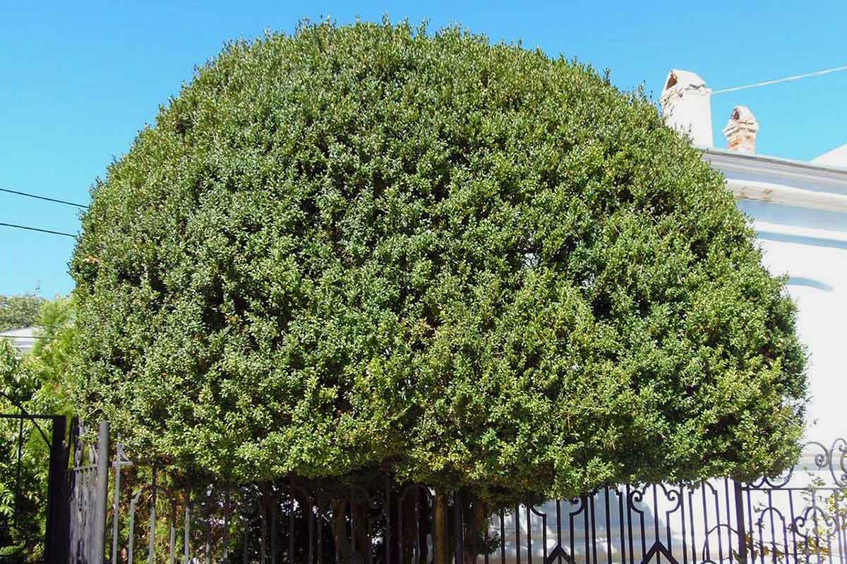 Самшит колхидский дерево