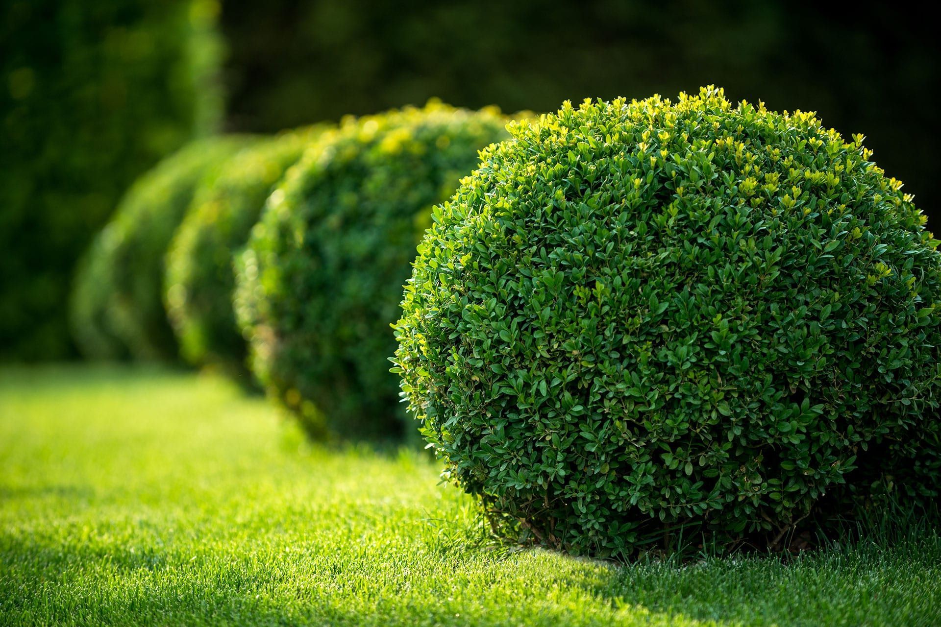 Buxus sempervirens самшит