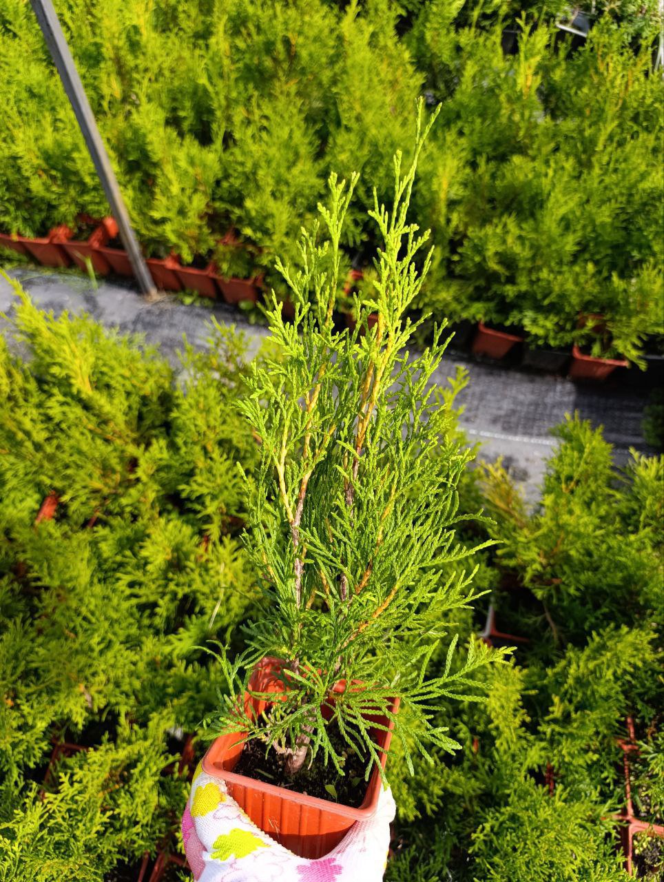 photo_2026-03-01_11-34-44 (2)