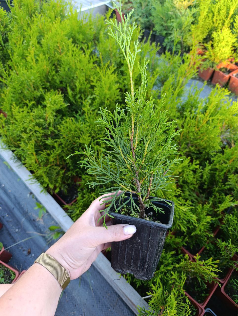 photo_2026-03-01_11-34-45 (2)