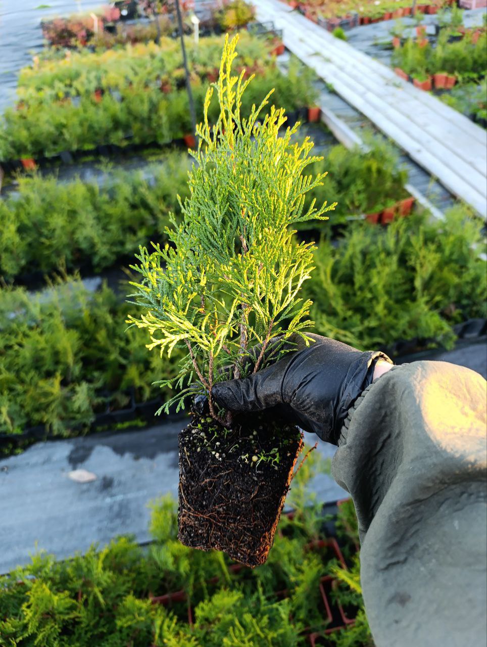 photo_2026-03-01_11-34-45 (3)