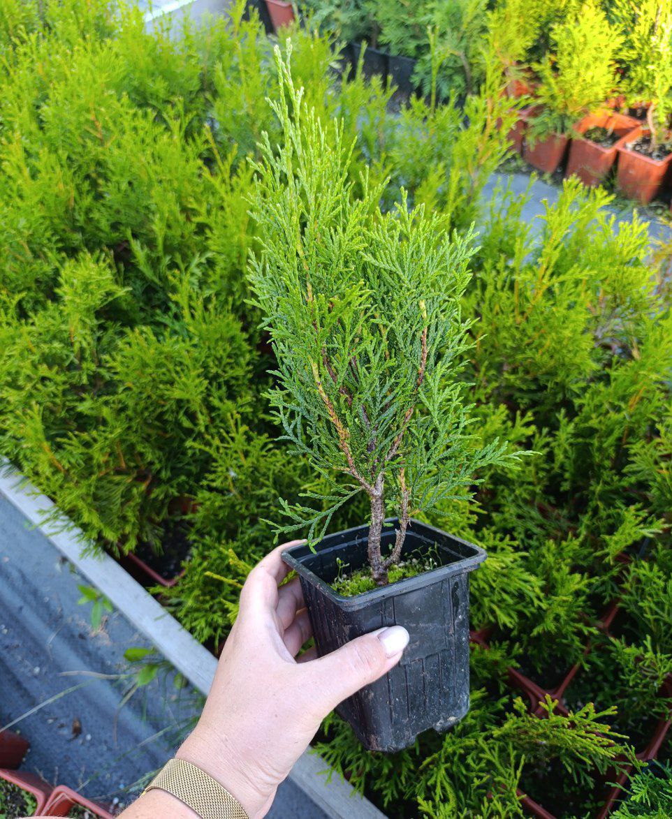 photo_2026-03-01_11-34-45