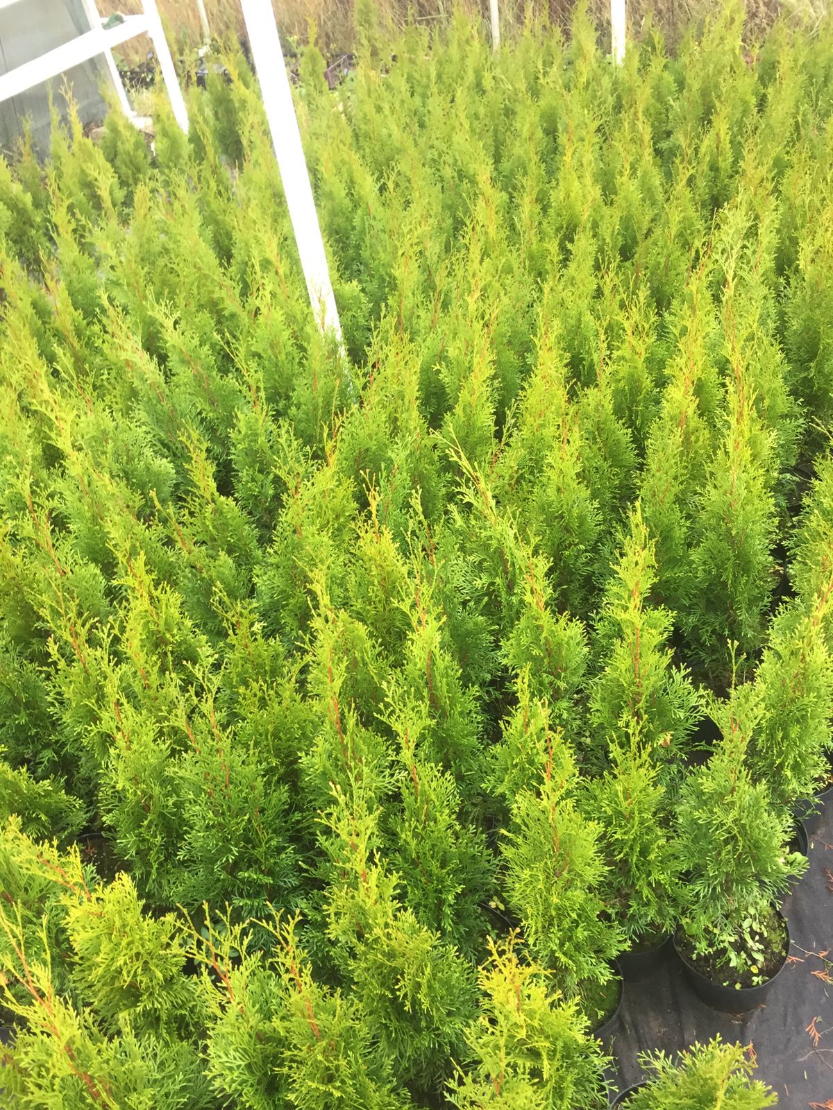 Fill in a Bare Landscape Fast With These Quick-Growing Shrubs Emerald green arbo