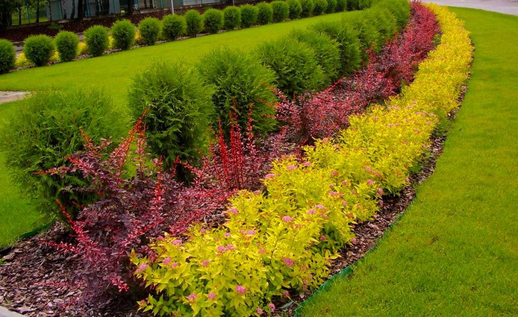 Спирея Голдфлейм в ландшафтном дизайне (18 фото) ~ Питомник декоративных растений Митрохиных