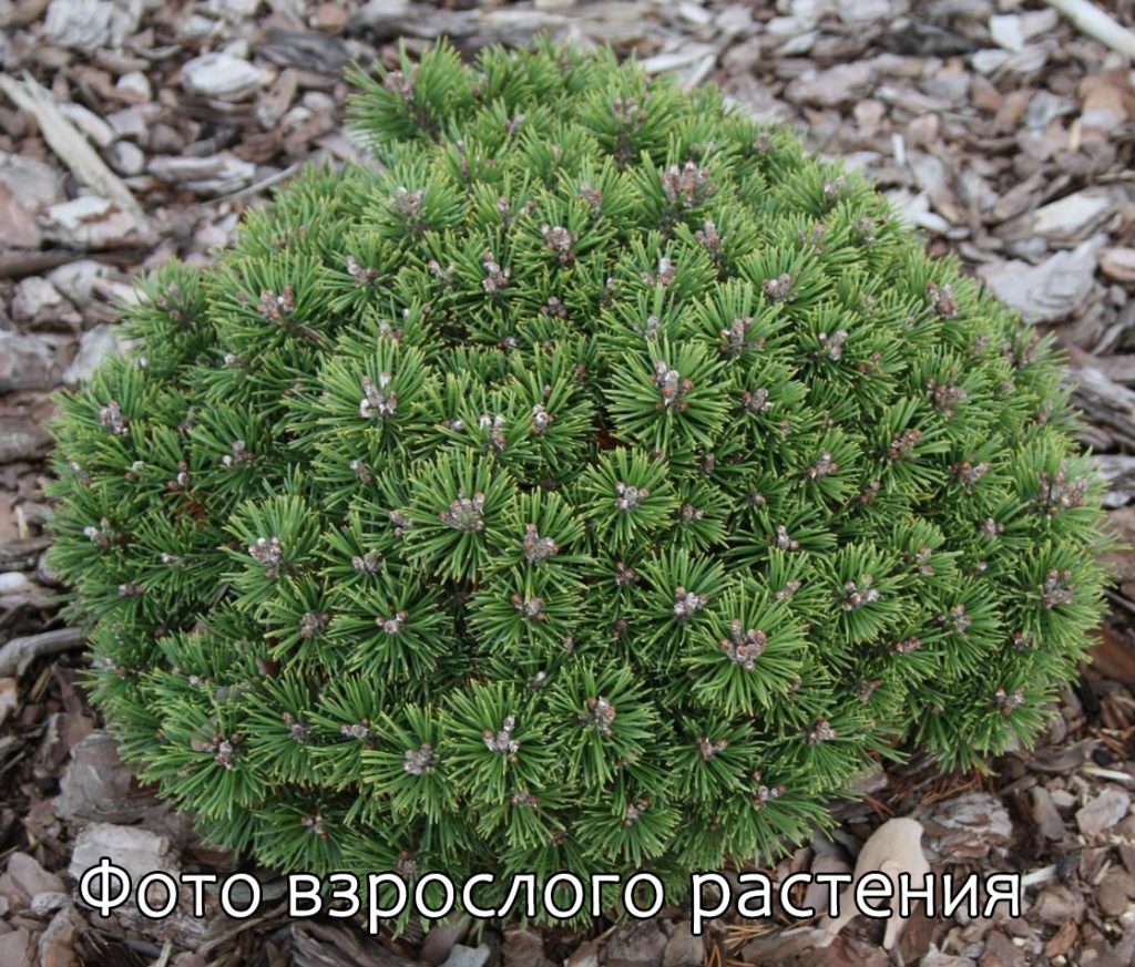 Что такое горшок P9: длина, высота, ширина, какой объём и применение