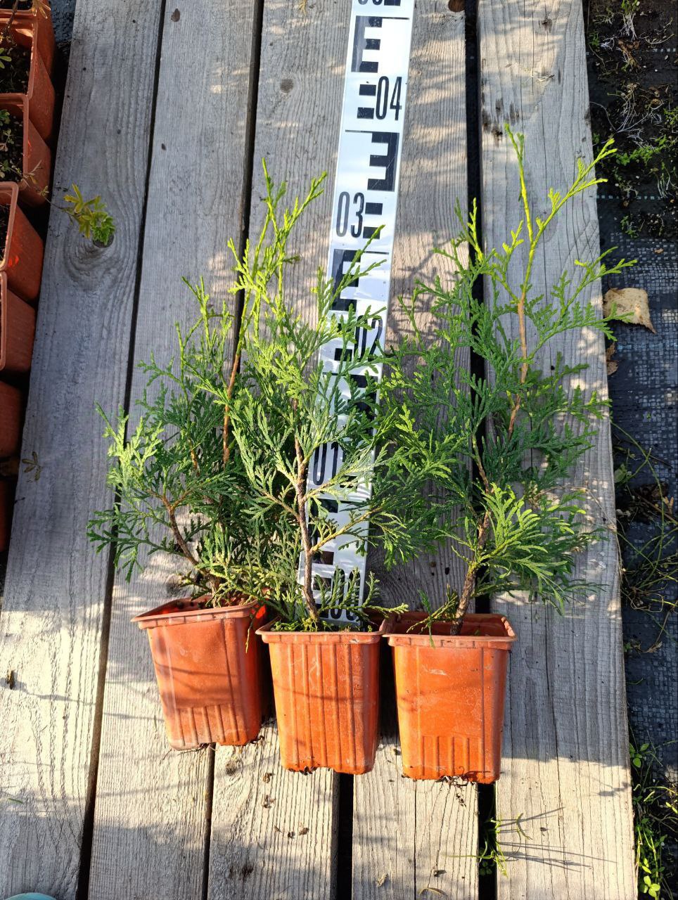 photo_2026-03-01_12-08-34