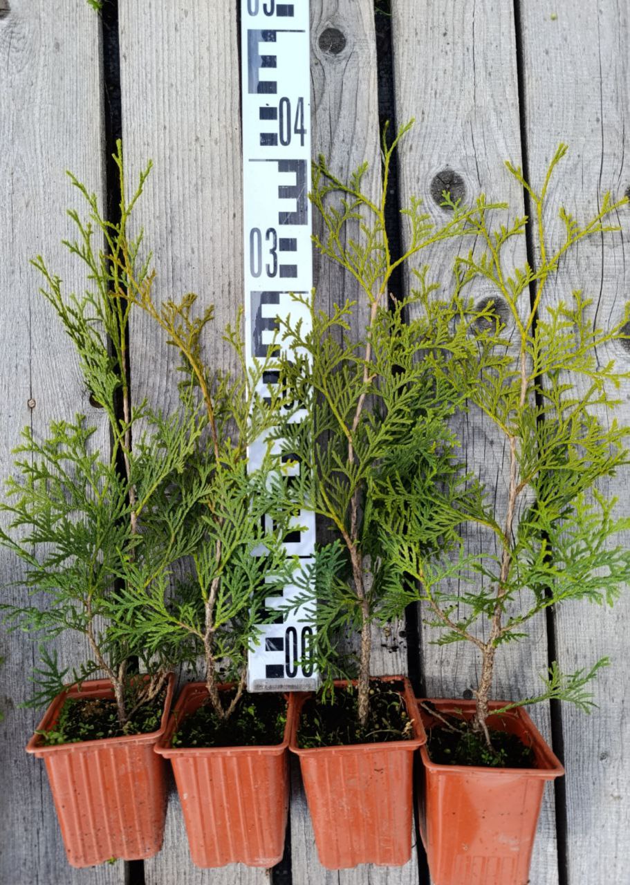 photo_2026-03-01_12-08-38