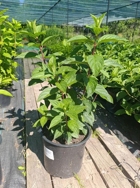 Гортензия метельчатая Строберри Блоссом (Strawberry Blossom) 30-50 см С5 — изображение 2